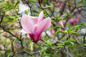 Beautiful gorgeous magnolia flower