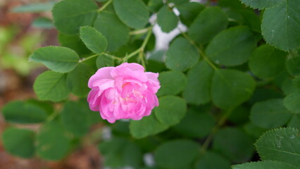 Blooming pink roses in the garden. Rosehipr oses on the Bush. Growing roses in the garden
