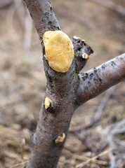A cut of a branch on a fruit tree in a vegetable garden in winter.