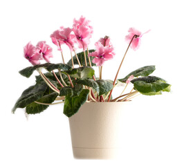 Pink indoor flower on a white background.