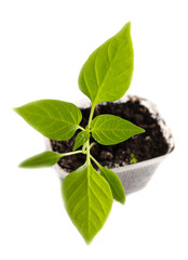 Small paprika sprout isolated on white background.