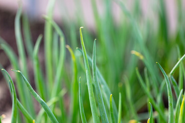 Green onions in the ground in early spring.