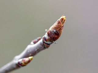 Closed flower bud on a pear branch in spring.