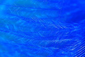 Fototapeta na wymiar Blue feather as a background.