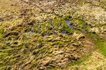 Fototapeta na wymiar Closeup pattern of Biebrza river Bagno Lawka wetlands and bird wildlife reserve during spring nesting period aside Carska Droga sightseeing route near Goniadz in Podlaskie region of Poland