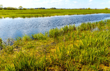 Fototapeta premium Panoramic view of Narew river grassy wetlands and bird wildlife reserve during spring nesting period in Zajki village near Wizna in Podlaskie region of Poland