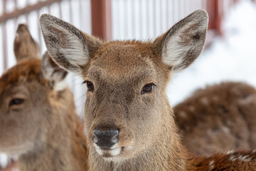 Deer portrait in the zoo.
