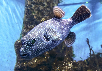A portrait of a fish swims in the sea.