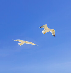 Fototapeta na wymiar Seagull flying on a blue sky