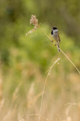 Reed bunting (Emberiza schoeniclus)