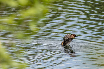 Little grebe (Tachybaptus ruficollis)