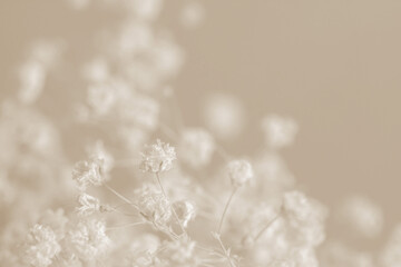 Gypsophila romantic wedding dry flowers elegant blooming bouquet on beige natural bokeh background...