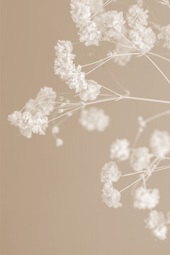 Gypsophila romantic wedding dry flowers elegant blooming bouquet on beige natural bokeh background macro
