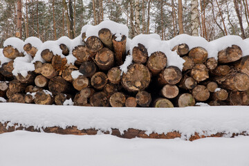 Tree Logs Pile In Winter Forest