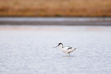 Pied avocet - Recurvirostra avosetta in the water.