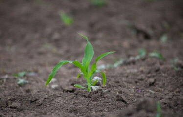 Stem of young corn in the soil