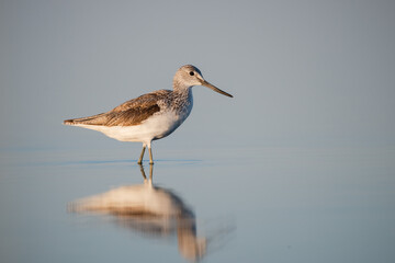 Common greenshank - tringa nebularia on the lake