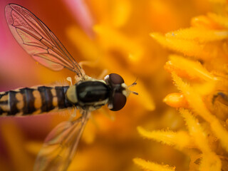 fly on flower