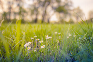 Abstract soft focus daisy meadow landscape. Beautiful grass meadow fresh green blurred foliage....