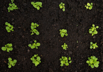 Top view sapling plant texture background  