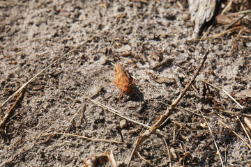 ants on the ground