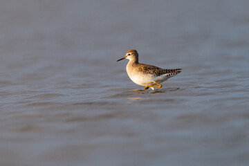 Wood sandpiper - Tringa glareola in the water