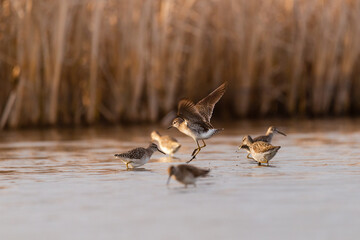 Wood sandpiper - Tringa glareola in the water