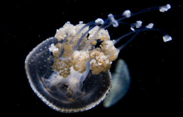 jellyfish in space