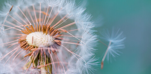 Closeup of dandelion on natural light banner, artistic nature closeup. Spring summer background. Dream nature macro, floral plant. Abstract soft blue green seasonal wildflower. Wish and dream concept