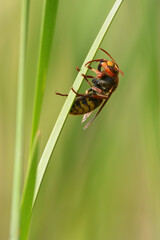 European hornet on the grass