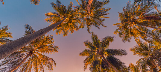 Tranquil nature pattern, palm trees with sunset sky. Romantic, relaxing natural scenic, tropical paradise. Island beach, artistic view. Beautiful leaves, coconut trees. Summer vacation panorama