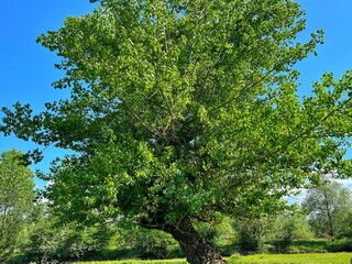 green tree
