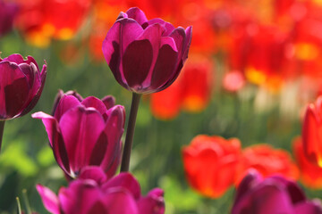 feild of purple tulips