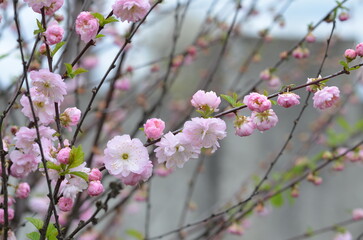 Pistachio tree, blossoming trees, pink flowers, spring, beauty, nature, nature without finishing, wallpaper nature, for the site about nature, ecology, seedlings, nursery