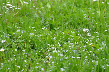 Spring, grass, "Bugs" (Insects, Babies), greens, insects, nature, nature without treatment, wallpaper nature, for the site about nature, ecology