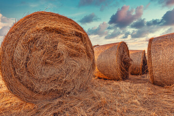 Large alfalfa hay bales in field in sunset, agriculture and farming concept