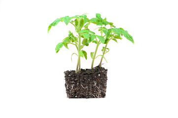 Seedling. Tomato in the ground on a white background. Close-up of the root system