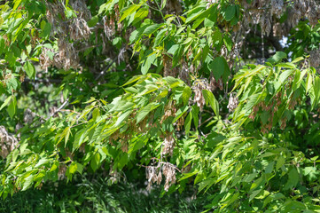 New green leaves of the American maple. Bright foliage in the sunlight. Natural background. Daytime. Selective focus.