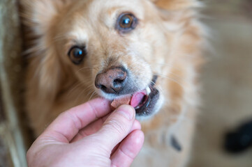 A man feeds a chewable tablet to fleas and ticks to his pet. A veterinary drug for oral use. Hand placed in the open mouth of a female mixed breed. Close-up. Selective focus.