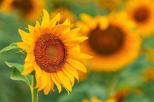 Beautiful sunflower head blooming in field