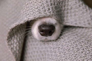 Funny puppy dog border collie lying on couch under warm knitted scarf indoors. Dog nose sticks out...