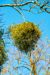 Boule de gui sur une branche