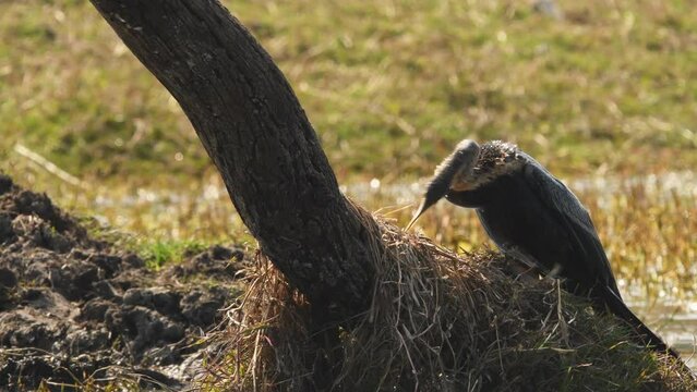 Oriental darter or Indian darter hunting or killing a fish by tossing flipping in beak at keoladeo ghana national park or bharatpur bird sanctuary bharatpur rajasthan india asia - anhinga melanogaster