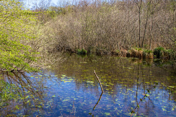 Orry-la-Ville. Massif forestier de Chantilly. Etangs de Commelles. Oise. Hauts-de-France