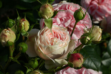 Beautiful and romantic pink english roses with lots of fresh buds in bright sunshine in the cottage...