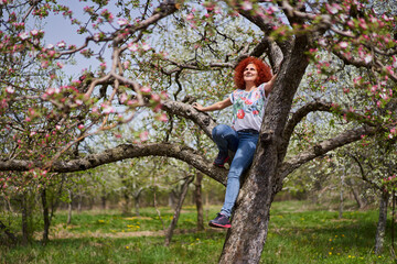 Naklejka na ściany i meble Redhead lady farmer in the apple orchard