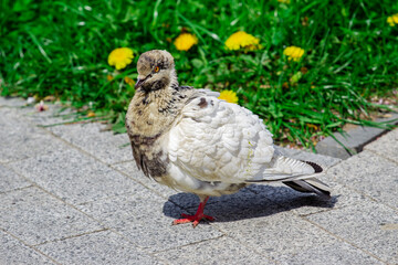 A funny pigeon with white plumage stands on the street against the background of green grass with dandelions