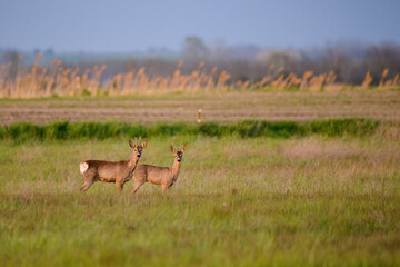 Two roe deer buck on the meadow