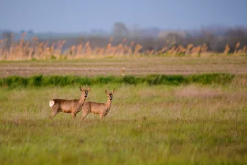 Rolgordijnen Two roe deer buck on the meadow © Creaturart