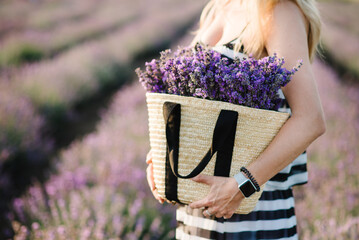 Girl holding a straw basket with lavender flowers. A woman stands in a lavender field. Lavender in female hands. Closeup. A place for writing text and advertising.